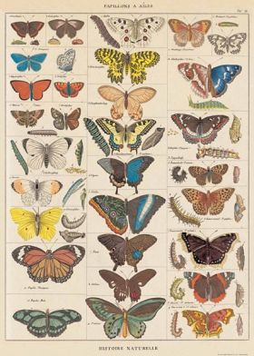 Poster - Fjärilar vintage