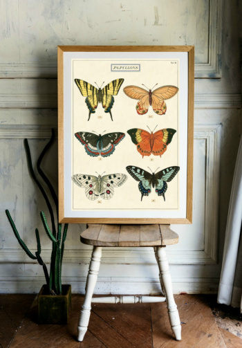 Poster - Papillons