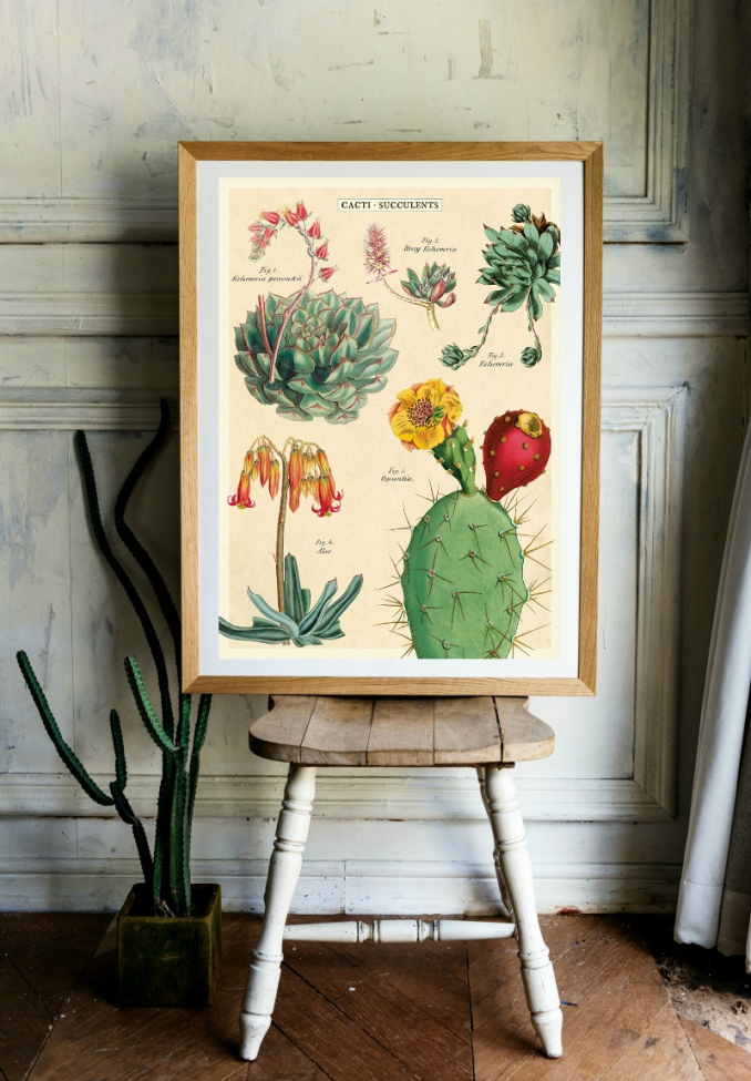 Poster Succulents