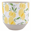 Kruka \'Lemon\'