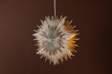 Adventsstjärna \'Svedala\' 35cm - Beige