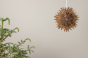 Adventsstjärna \'Svedala\' 35cm - Brun