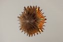 Adventsstjärna \'Svedala\' 35cm - Brun
