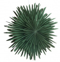 Adventsstjärna \'Svedala\' 46cm - Grön