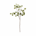 Gren \'Eucalyptus\' - Grön