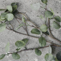 Gren \'Eucalyptus\' - Grön