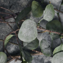 Gren \'Eucalyptus\' - Grön
