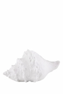 Bordslampa \'Seashell\' - Vit
