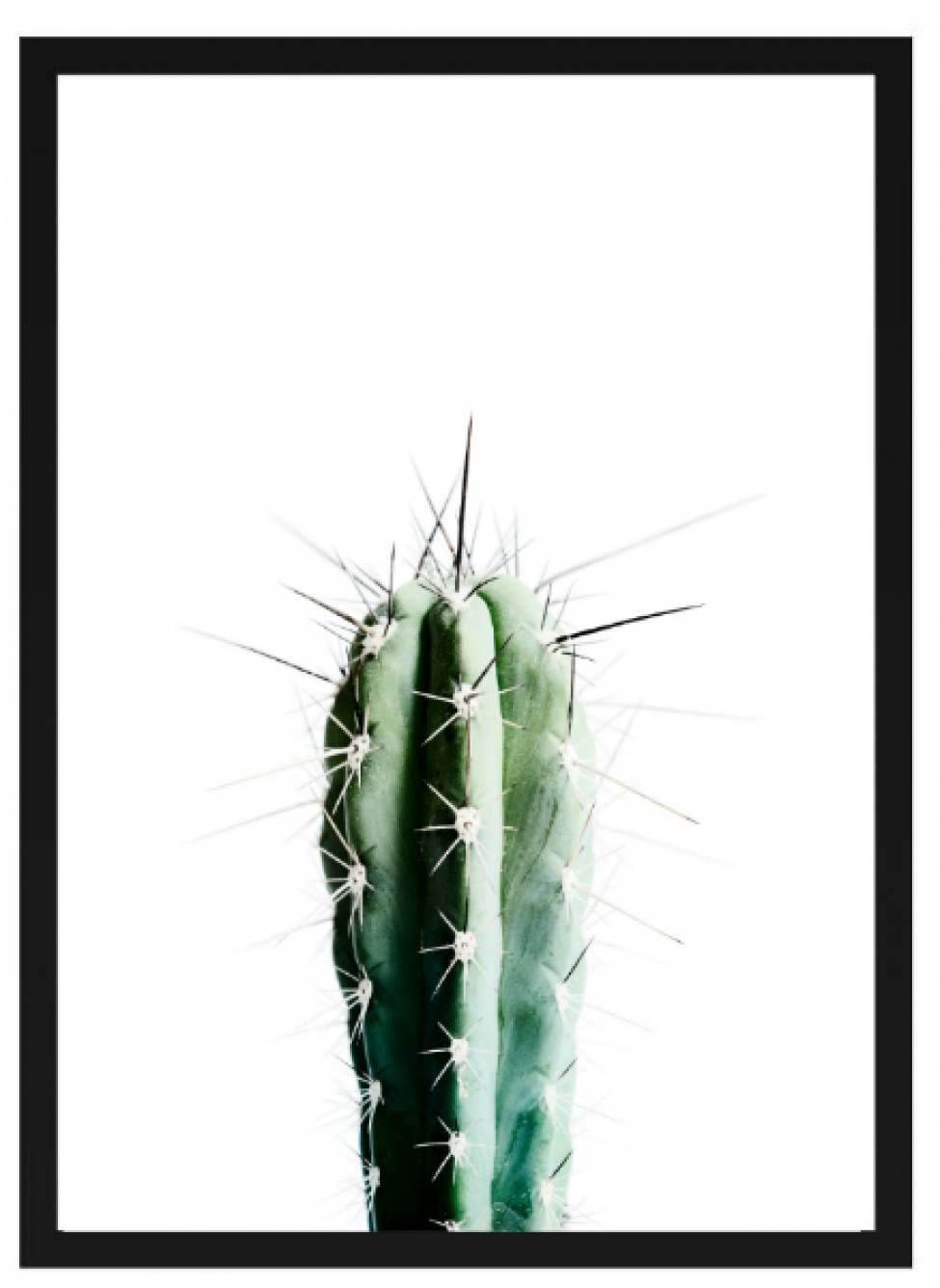 Poster - Kaktus