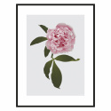 Poster \'Pion\' - 30x40
