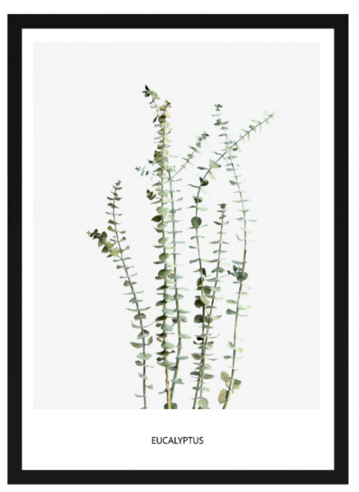 Poster - 'Eucalyptus'