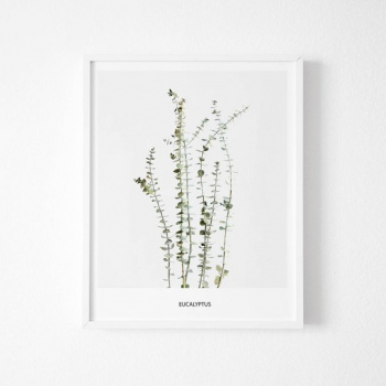 Poster - Eucalyptus