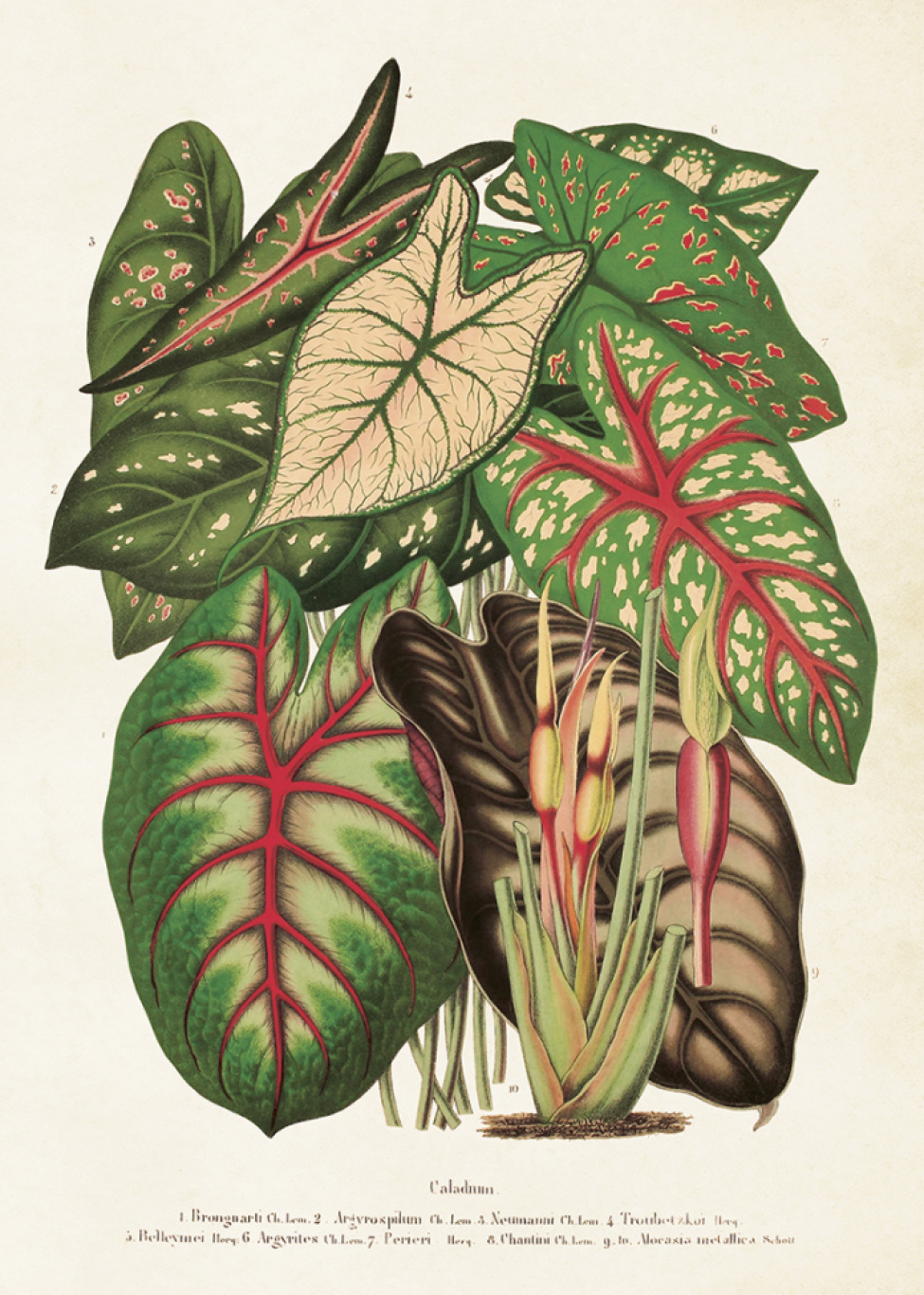 Poster - Vintage blad 2