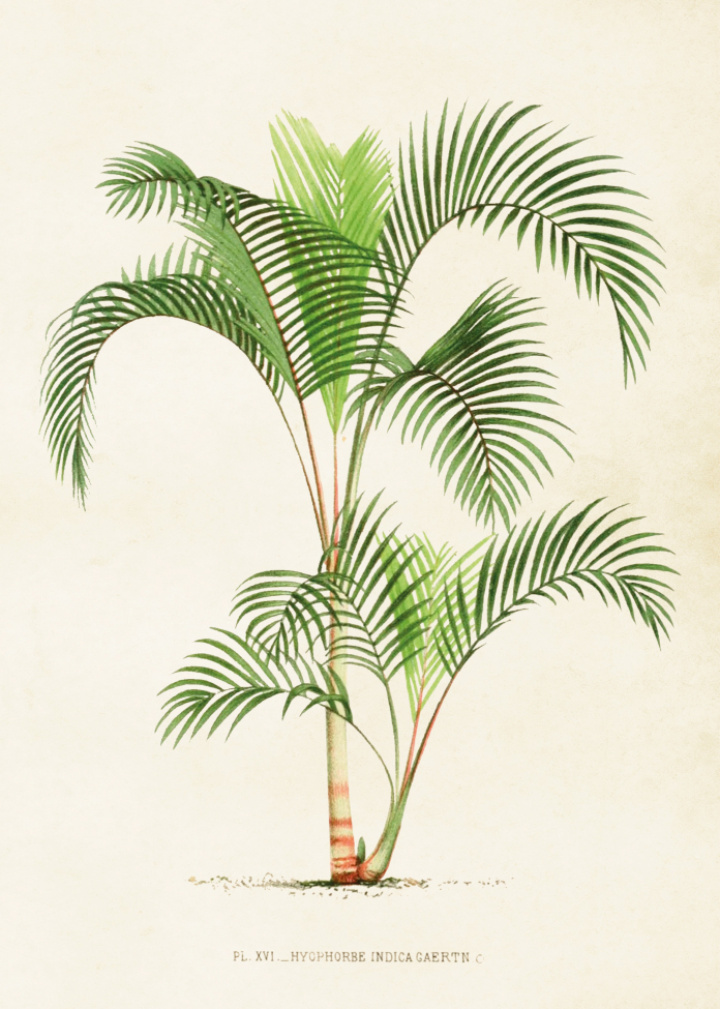 Poster - Vintage palm