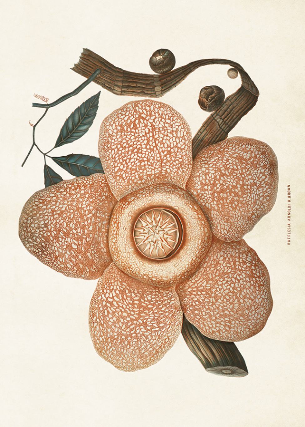 Poster - Vintage blomma