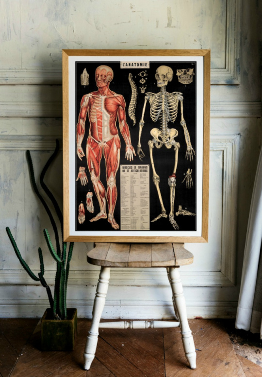 Poster - Anatomi