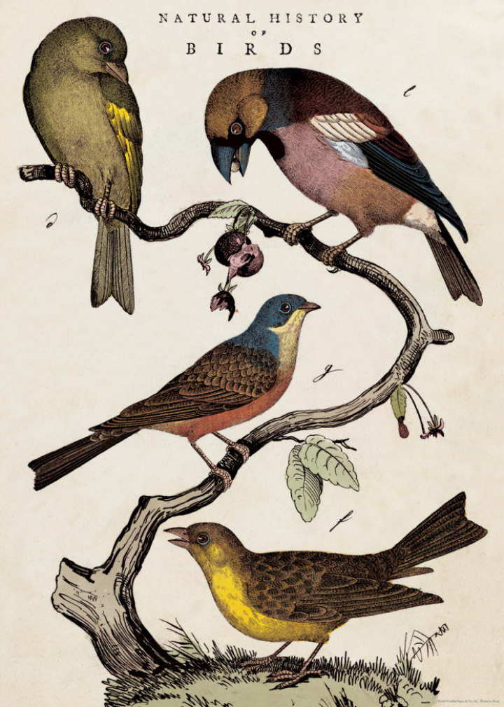 Poster - 'History of Birds'