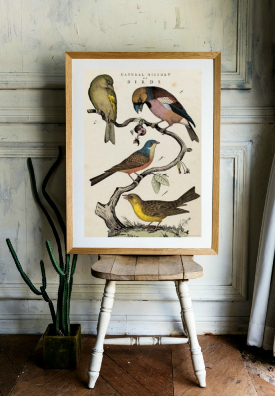 Poster - \'History of Birds\'