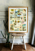 Poster - Vintage Fåglar