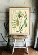 Poster - Ormbunke