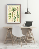 Poster - Ormbunke