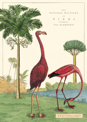Poster - Vintage Flamingo