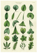 Poster - Löv & Blad
