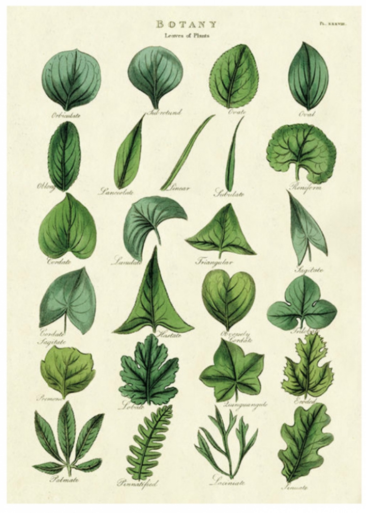 Poster - Löv & Blad