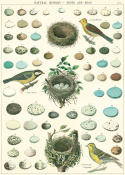 Poster - Fågelbo