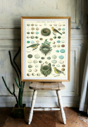 Poster - Fågelbo