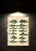 Poster - Fiskar