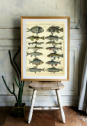Poster - Fiskar