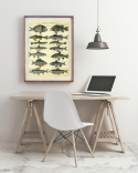 Poster - Fiskar