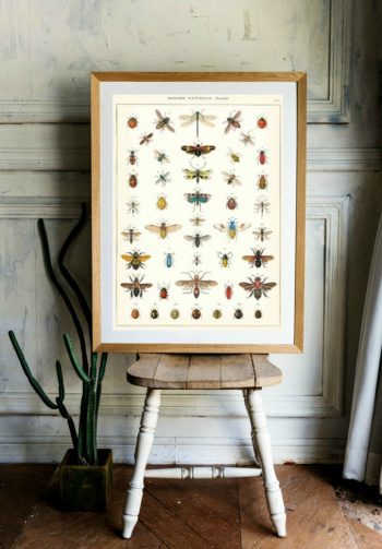 Poster - Insekter