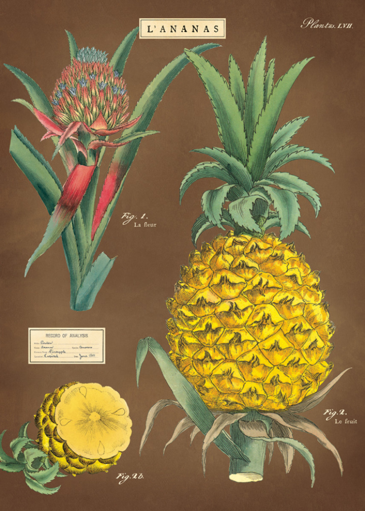 Poster - Ananas