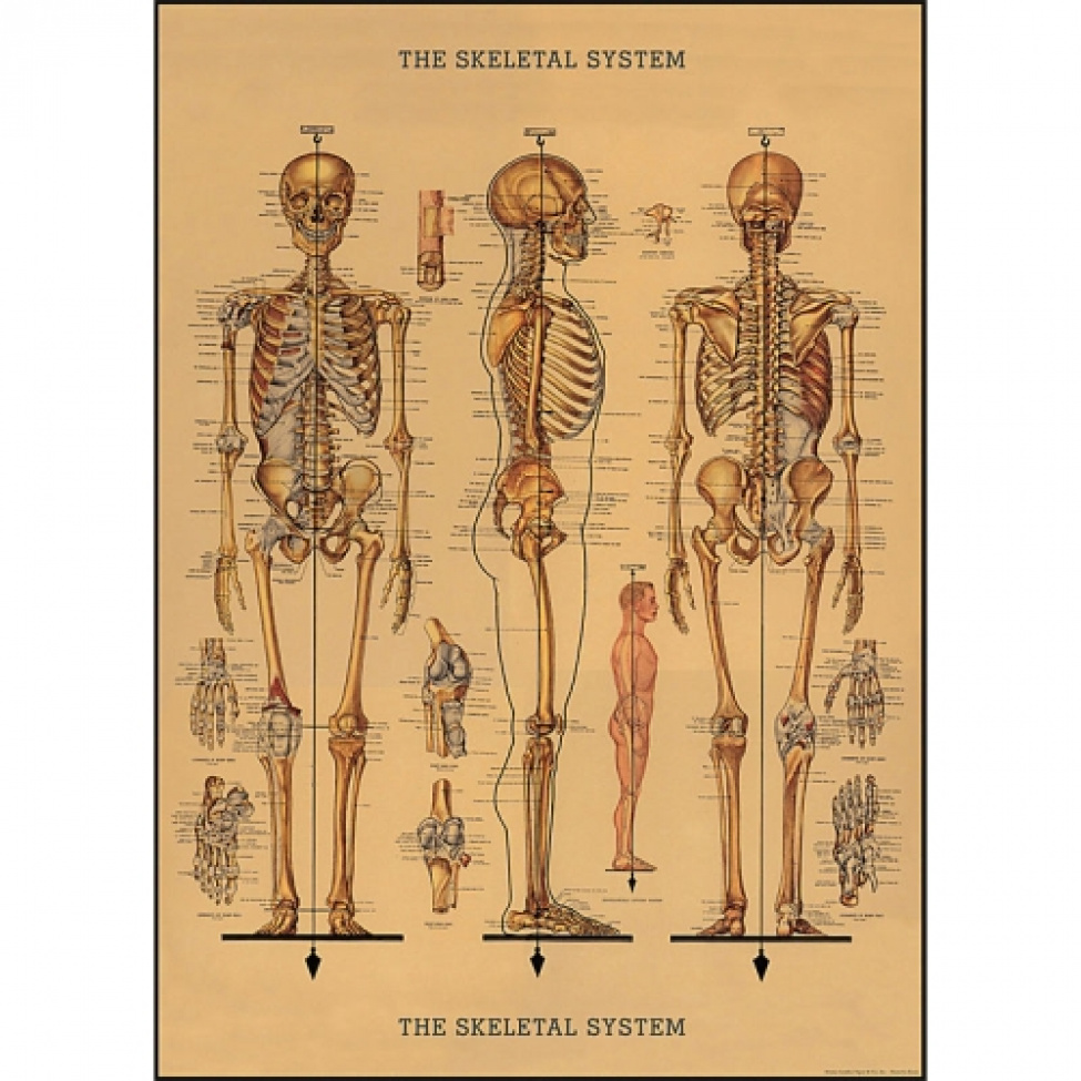 Poster - Skelett