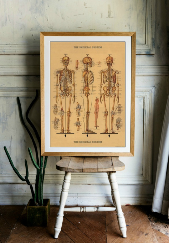 Poster - Skelett