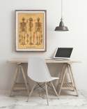 Poster - Skelett