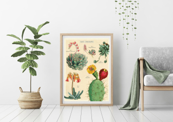 Poster - Succulents