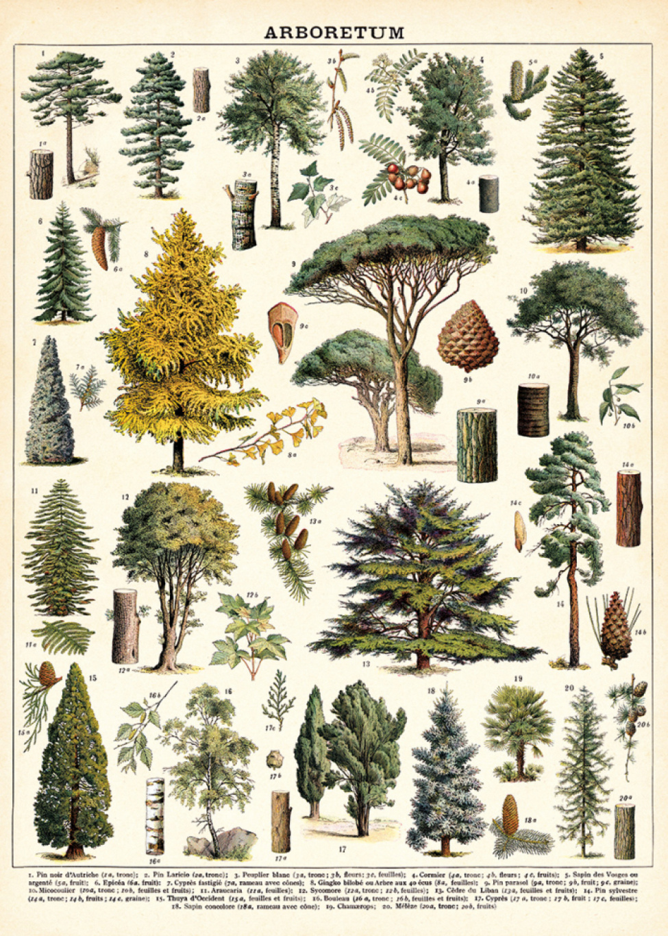 Poster - Träd