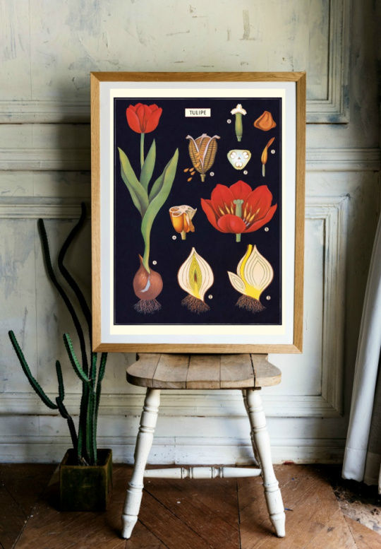 Poster - Tulpaner