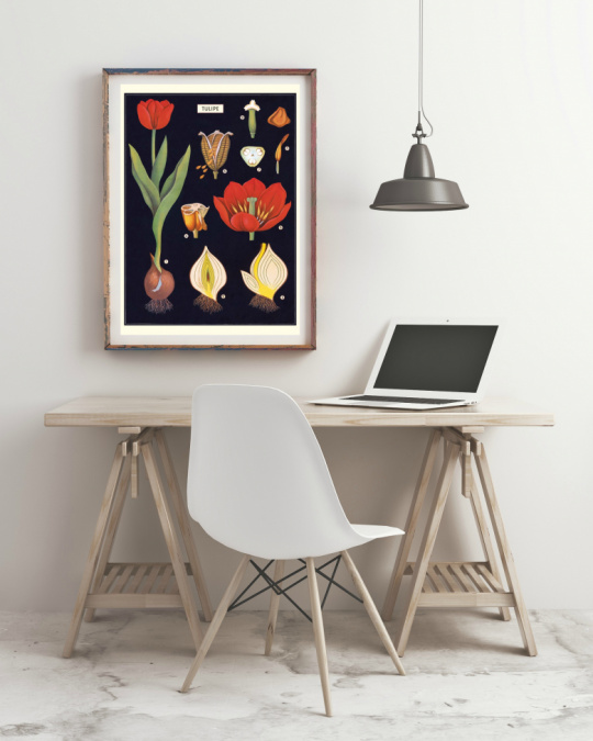 Poster - Tulpaner