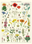 Poster - Vildblommor