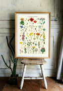 Poster - Vildblommor