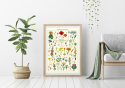 Poster - Vildblommor