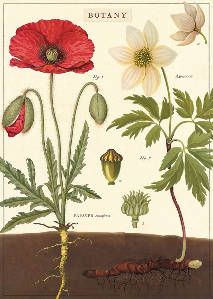 Poster - Botany