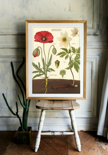 Poster - Botany