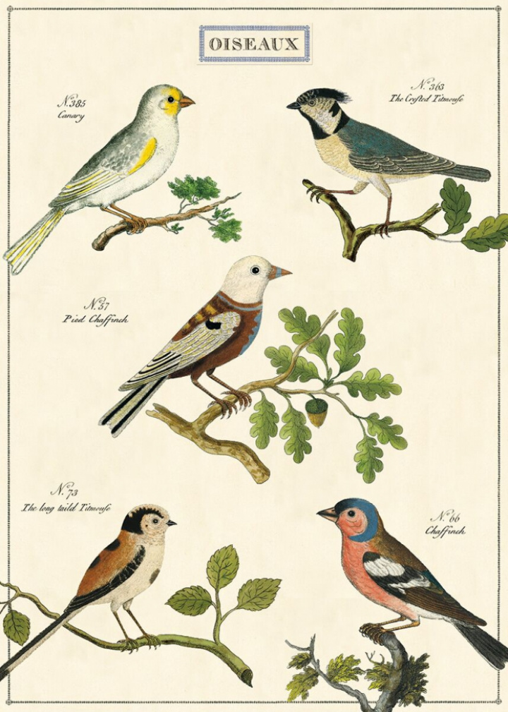 Poster - Fåglar