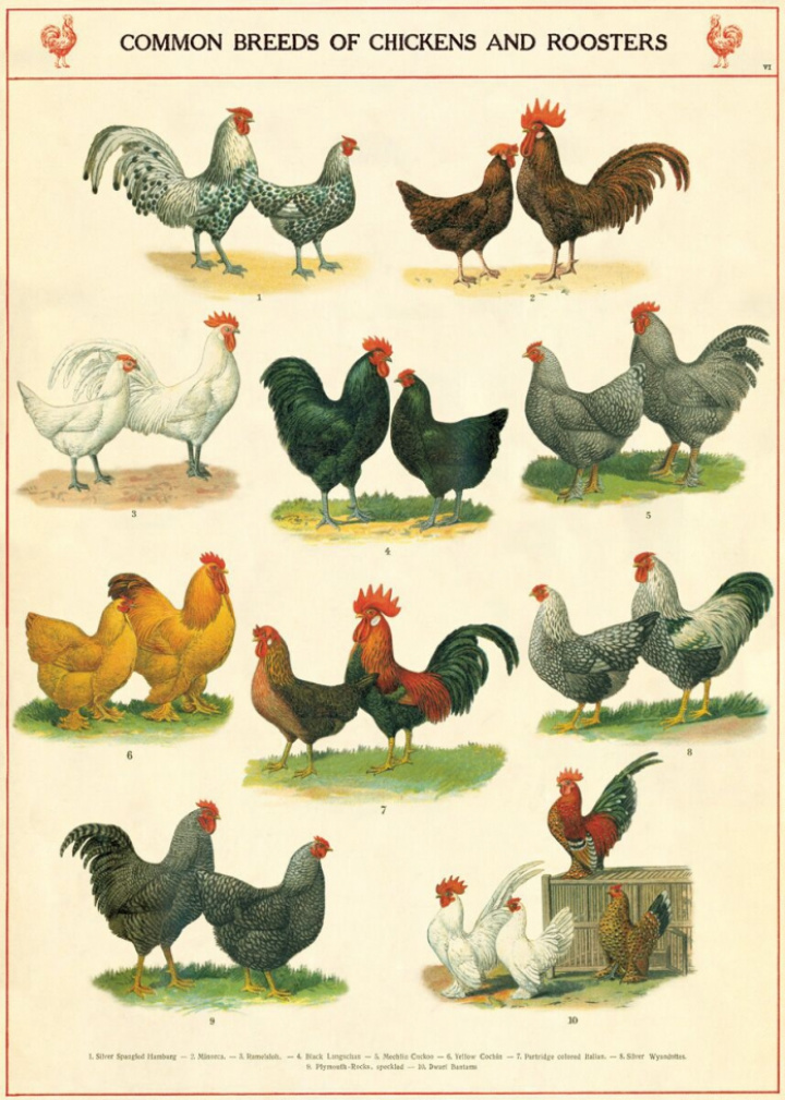 Poster - Chicken & Roosters