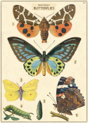Poster - Vintage fjärilar